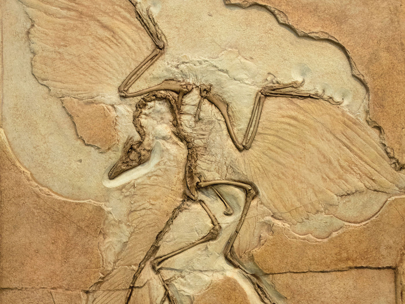 Archaeopteryx By The Numbers | The Institute For Creation Research